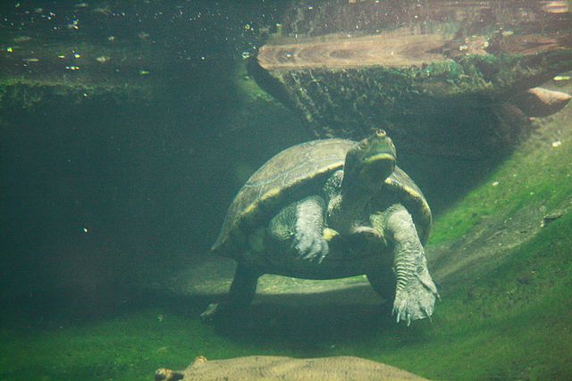 淡水ガメの大きさランキングtop5 動物のランキング集 日々 動物ブログ