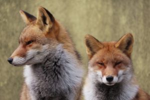 動物のランキング集『日々、動物ブログ』 動物の夫婦形式（配偶システム）一覧